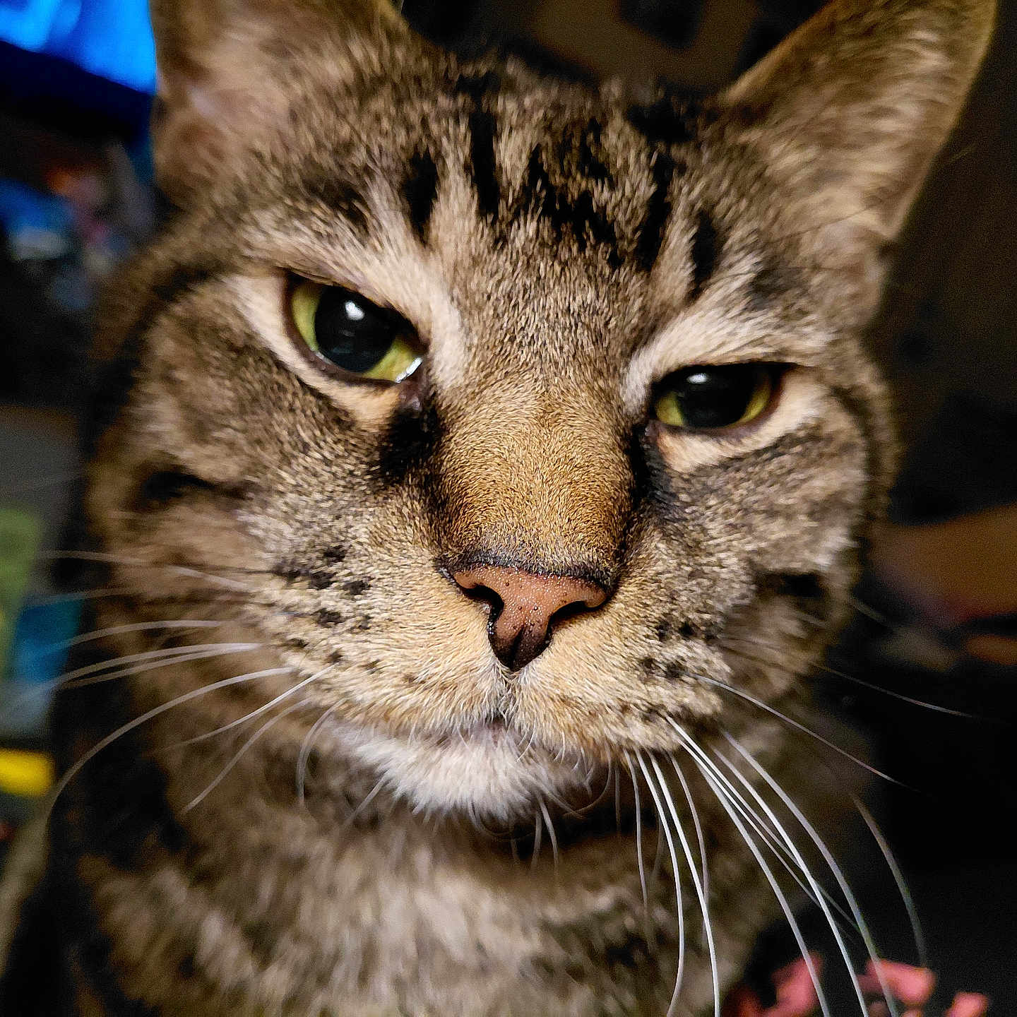 Zazzles is registered to the contest to win money with this photo: cat, tabby_cat, close_up, face, whiskers, green_eyes, fur, pet, animal, indoor, portrait, feline, mammal, cute, domestic_cat, whiskers_visible, nose, head, alert, expression