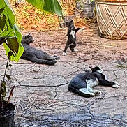 Socks is registered to the contest to win money with this photo: cat, outdoor, patio, plant, relaxing, playing, stone_floor, animal, nature, sunlight, potted_plant, black_cat, gray_cat, white_paws, garden, leaves, texture, daytime, three_animals, pet
