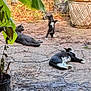 cat, outdoor, patio, plant, relaxing, playing, stone_floor, animal, nature, sunlight, potted_plant, black_cat, gray_cat, white_paws, garden, leaves, texture, daytime, three_animals, pet