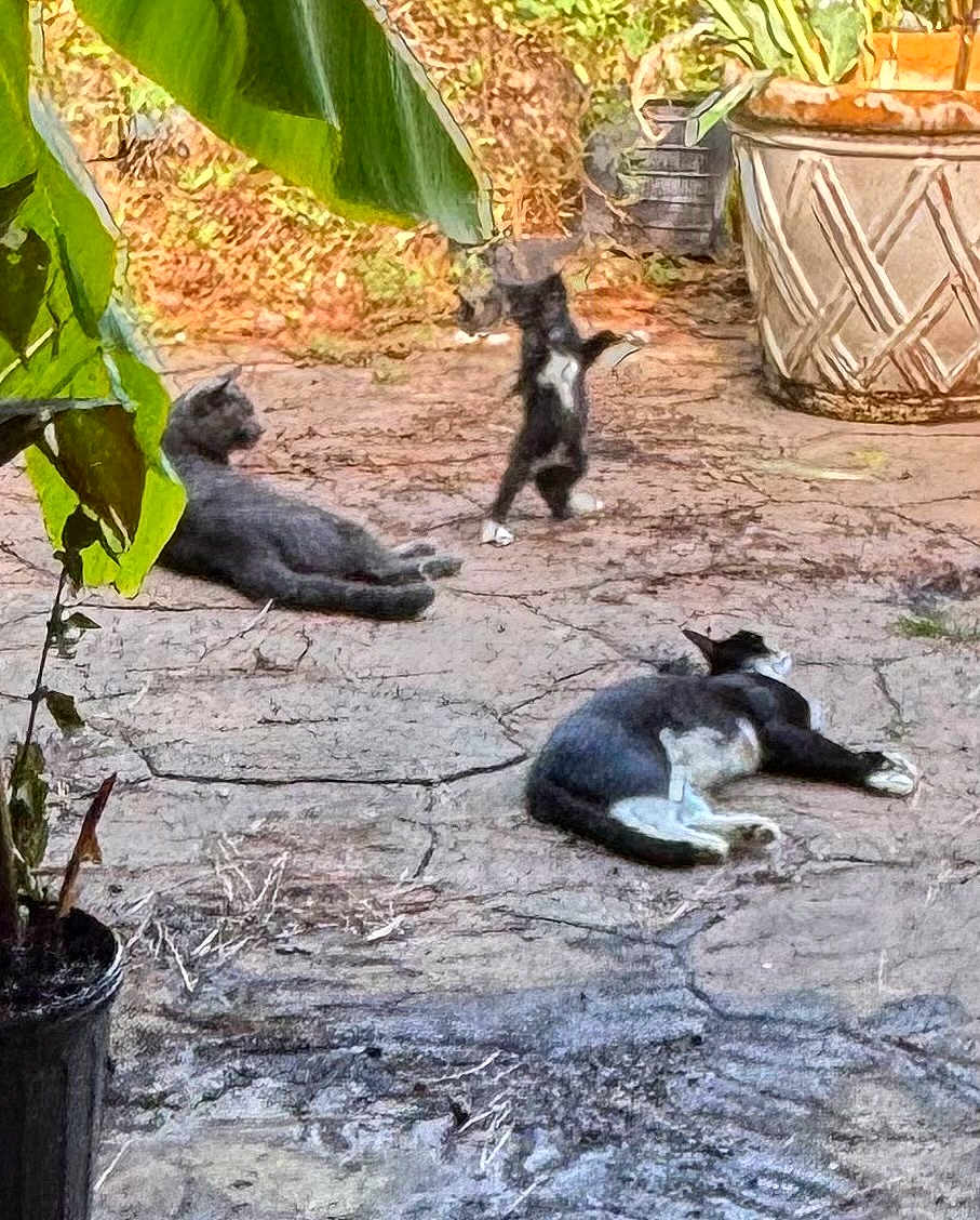Socks is registered to the contest to win money with this photo: cat, outdoor, patio, plant, relaxing, playing, stone_floor, animal, nature, sunlight, potted_plant, black_cat, gray_cat, white_paws, garden, leaves, texture, daytime, three_animals, pet