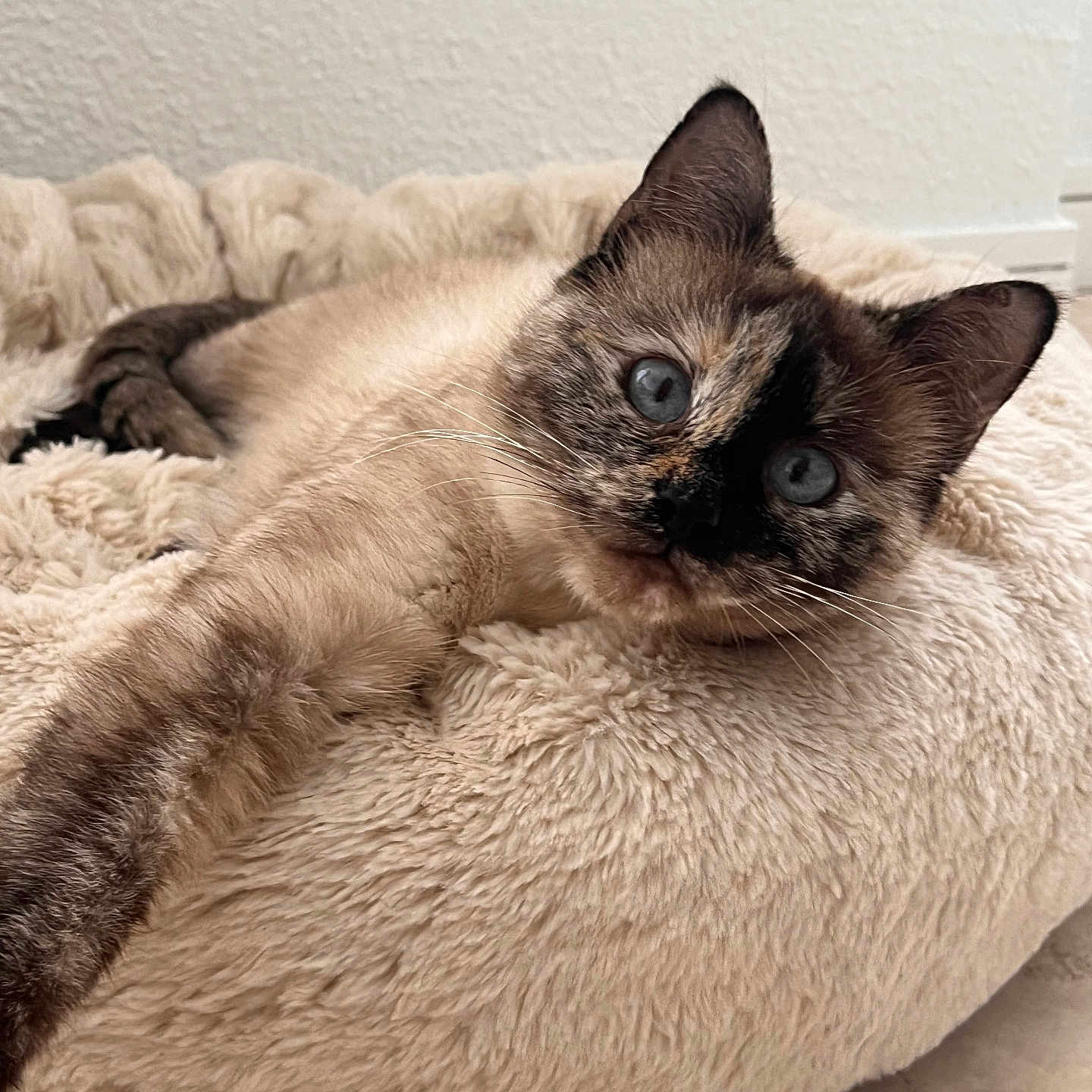June a rejoint le concours — aidez-le/la à gagner de superbes lots ! cat, siamese_cat, blue_eyes, pet, animal, feline, portrait, closeup, lying_down, relaxed, fluffy_bed, plush, cream_color, brown_fur, dark_face, whiskers, ears, indoor, cozy, cute