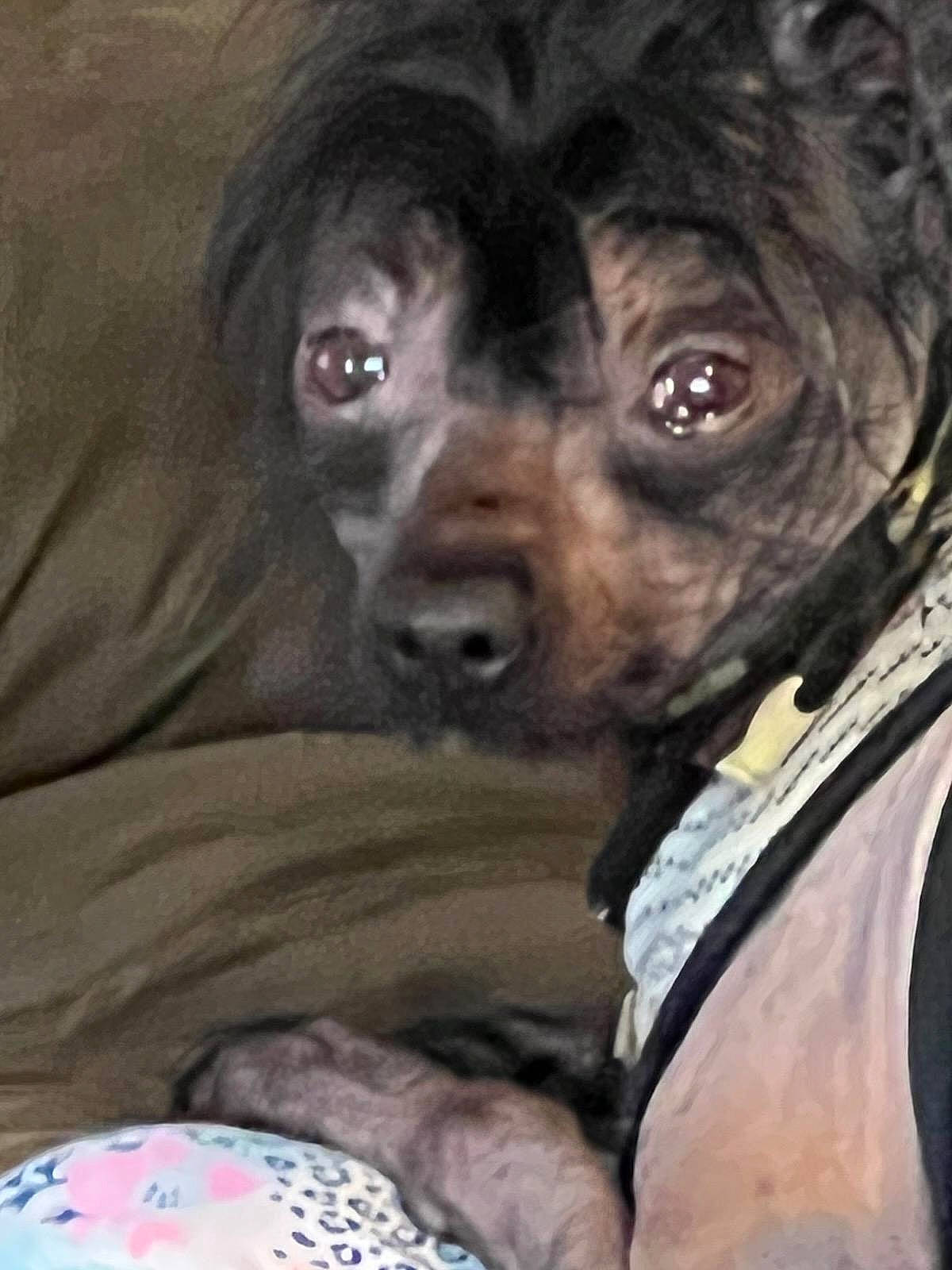 Momo joined the competition — help win amazing prizes! canidae, carnivore, collar, comfort, companion_dog, dog, dog_breed, dog_collar, dog_supply, ear, eye, fur, liver, puppy_love, snout, spaniel, sporting_group, toy_dog, whiskers, working_animal