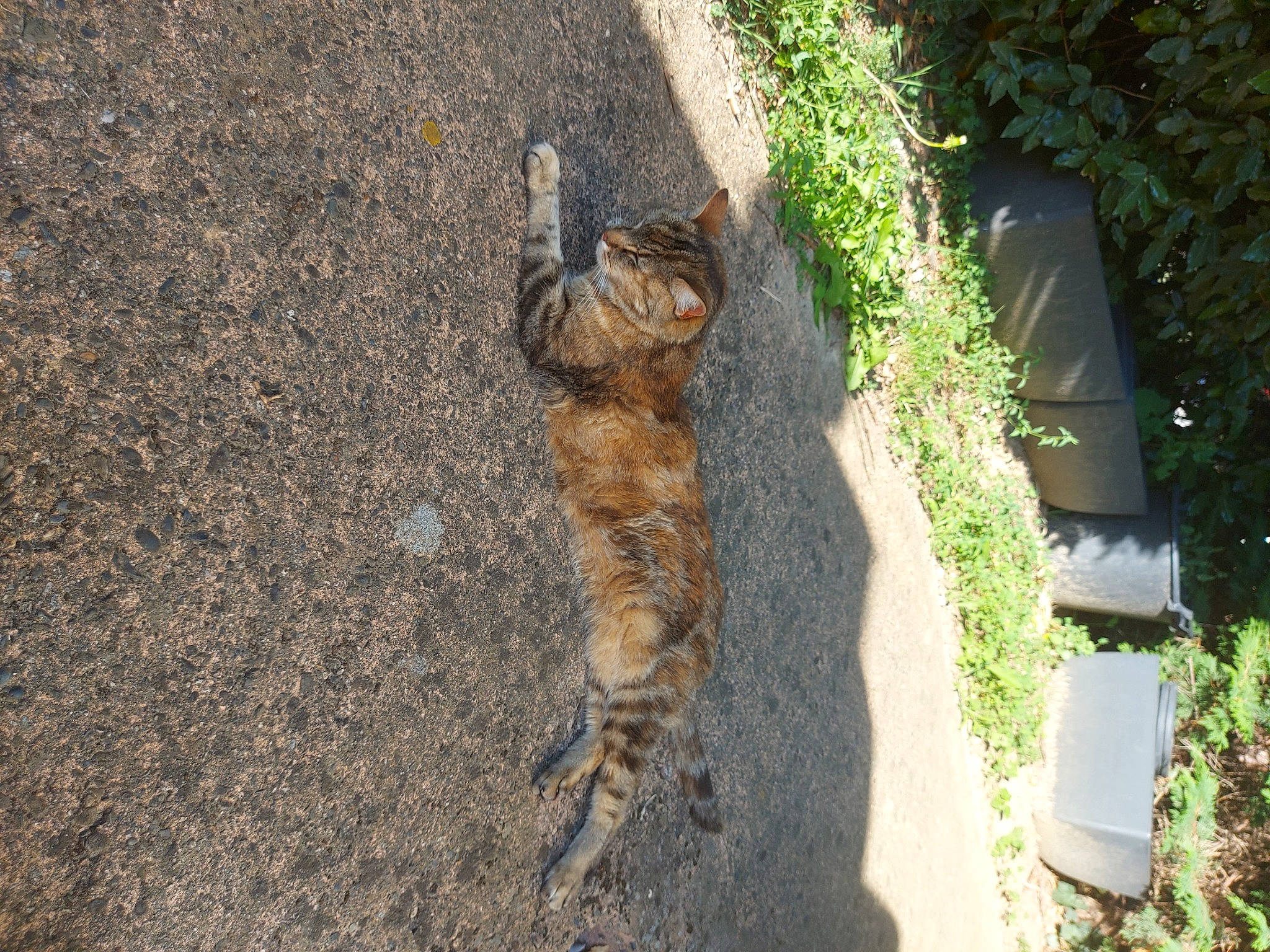 Heidi participe au concours pour gagner de l'argent avec cette photo : asphalt, carnivore, cat, dog_breed, domestic_short_haired_cat, fawn, felidae, fur, grass, human_leg, paw, plant, road_surface, sidewalk, small_to_medium_sized_cats, snout, soil, tail, terrestrial_animal, whiskers