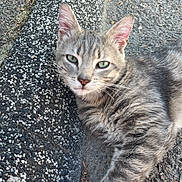 Tchouni participe au concours pour gagner de l'argent avec cette photo : cat, gray_tabby, paw, curb, pavement, outdoor, animal, feline, fur, whiskers, ears, eyes, resting, closeup, nature, pet, street, texture, red_fabric, floral_pattern