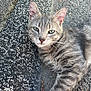 cat, gray_tabby, paw, curb, pavement, outdoor, animal, feline, fur, whiskers, ears, eyes, resting, closeup, nature, pet, street, texture, red_fabric, floral_pattern