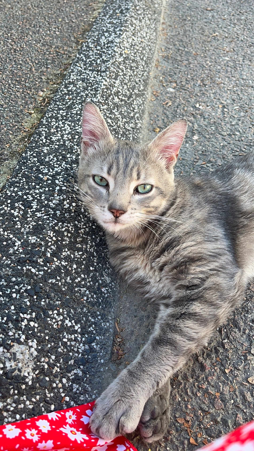 Tchouni participe au concours pour gagner de l'argent avec cette photo : cat, gray_tabby, paw, curb, pavement, outdoor, animal, feline, fur, whiskers, ears, eyes, resting, closeup, nature, pet, street, texture, red_fabric, floral_pattern
