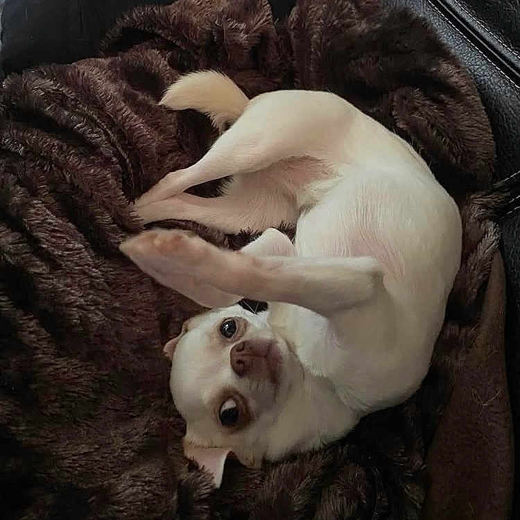 Trésor De Lancôme a rejoint le concours — aidez-le/la à gagner de superbes lots ! animal, blanket, chihuahua, couch, cozy, curious, cute, dog, face, fur, fur_texture, indoor, leisure, looking, paw, pet, playful, resting, small_dog, white_dog