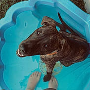 Mila is registered to the contest to win money with this photo: dog, brindle, pool, water, blue, grass, bare_feet, person, smiling, looking_up, outdoor, summer, pet, playful, small_pool, plastic, happy, paw, collar, backyard