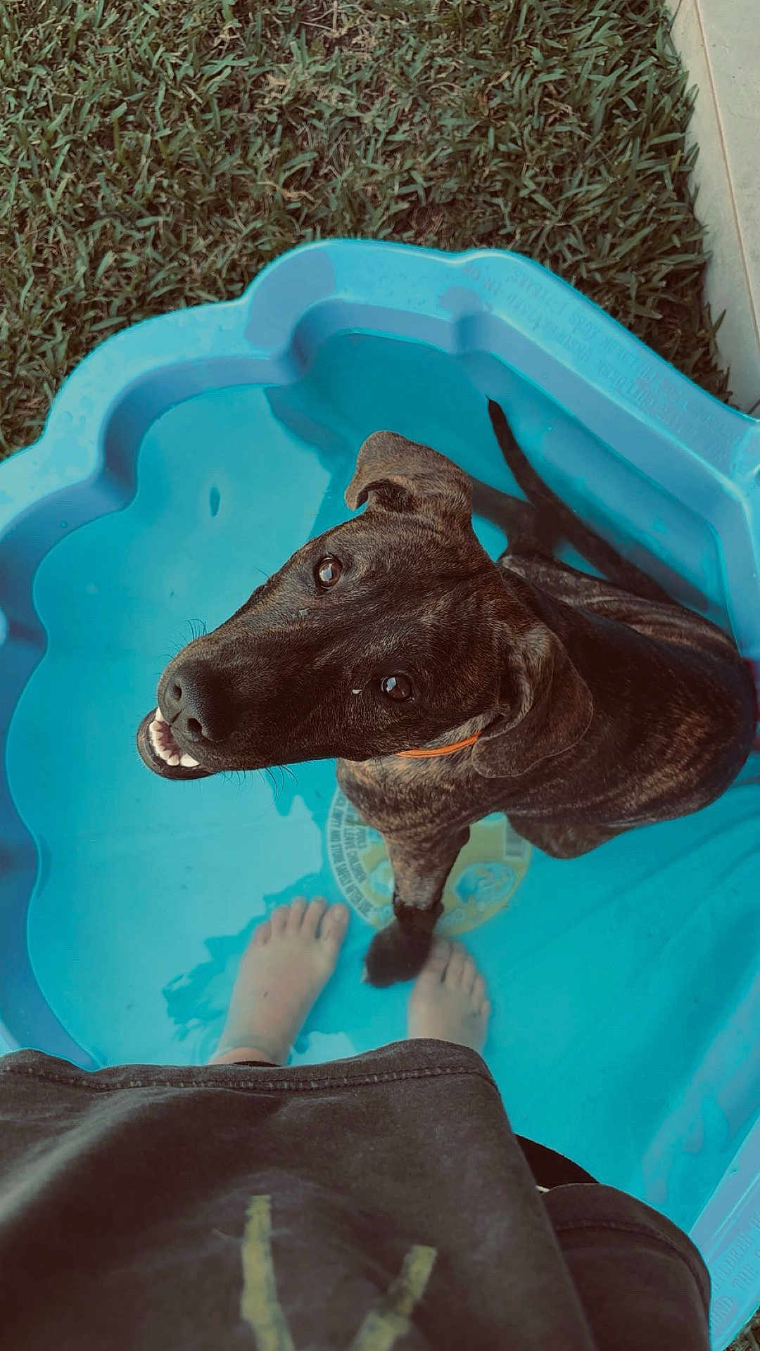Mila is registered to the contest to win money with this photo: dog, brindle, pool, water, blue, grass, bare_feet, person, smiling, looking_up, outdoor, summer, pet, playful, small_pool, plastic, happy, paw, collar, backyard
