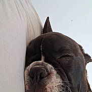 Ange participe au concours pour gagner de l'argent avec cette photo : dog, sleeping, close_up, tongue_out, resting, pillow, pet, cute, animal, snout, whiskers, black_and_white, fur, relaxed, indoors, face, nose, ears, peaceful, cozy