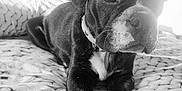 Ange participe au concours pour gagner de l'argent avec cette photo : puppy, dog, black_and_white, blanket, cute, pet, animal, indoor, collar, paw, lying_down, close_up, bed, cozy, portrait, young_dog, fur, whiskers, resting, cute_animal