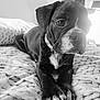 puppy, dog, black_and_white, blanket, cute, pet, animal, indoor, collar, paw, lying_down, close_up, bed, cozy, portrait, young_dog, fur, whiskers, resting, cute_animal