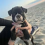 Ange participe au concours pour gagner de l'argent avec cette photo : puppy, dog, beach, sand, sunset, black_and_white, cute, pet, animal, outdoor, young_dog, paw, human_hand, footwear, casual_shoes, collar, playing, nature, sky, horizon