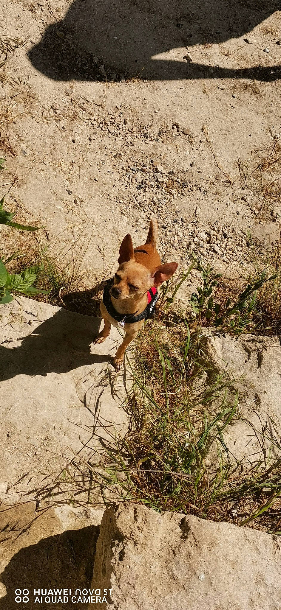 Odin a rejoint le concours — aidez-le/la à gagner de superbes lots ! bulldog, carnivore, companion_dog, dog, dog_breed, dog_supply, fawn, felidae, grass, landscape, plant, rock, sand, shadow, soil, terrestrial_animal, tree, whiskers, wood, working_animal