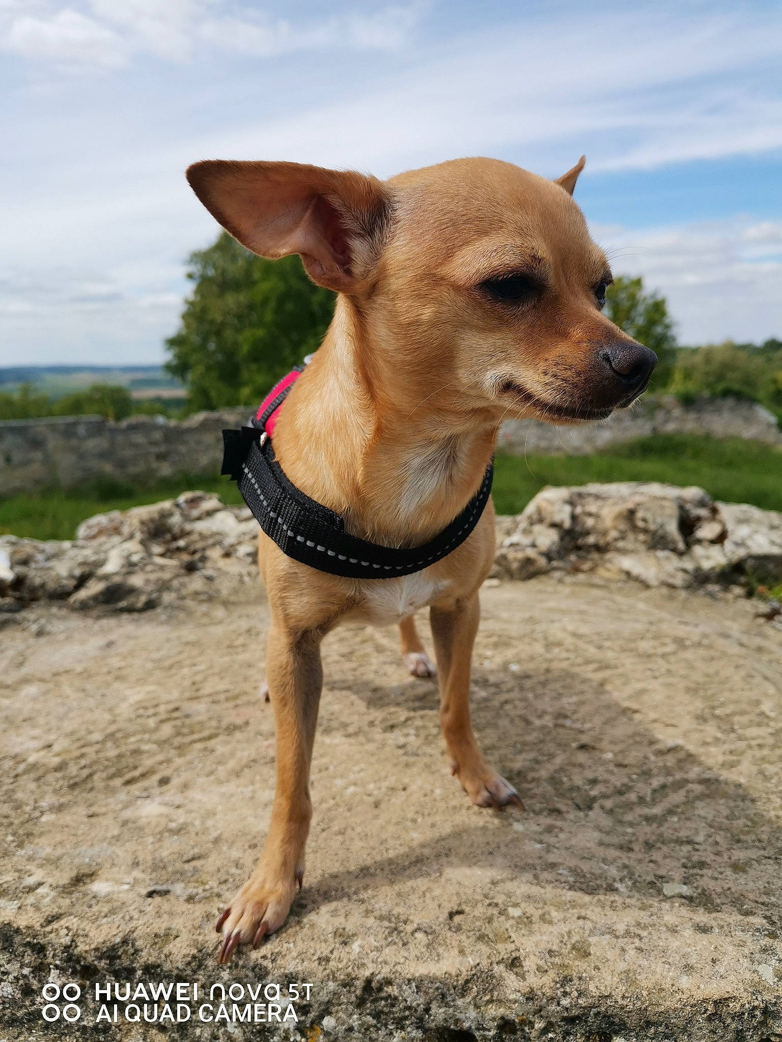 Odin participe au concours pour gagner de l'argent avec cette photo : aircraft, carnivore, chihuahua, cloud, collar, companion_dog, dog, dog_breed, dog_clothes, dog_collar, fawn, landscape, plant, sky, snout, sporting_group, sunglasses, tree, whiskers, working_animal