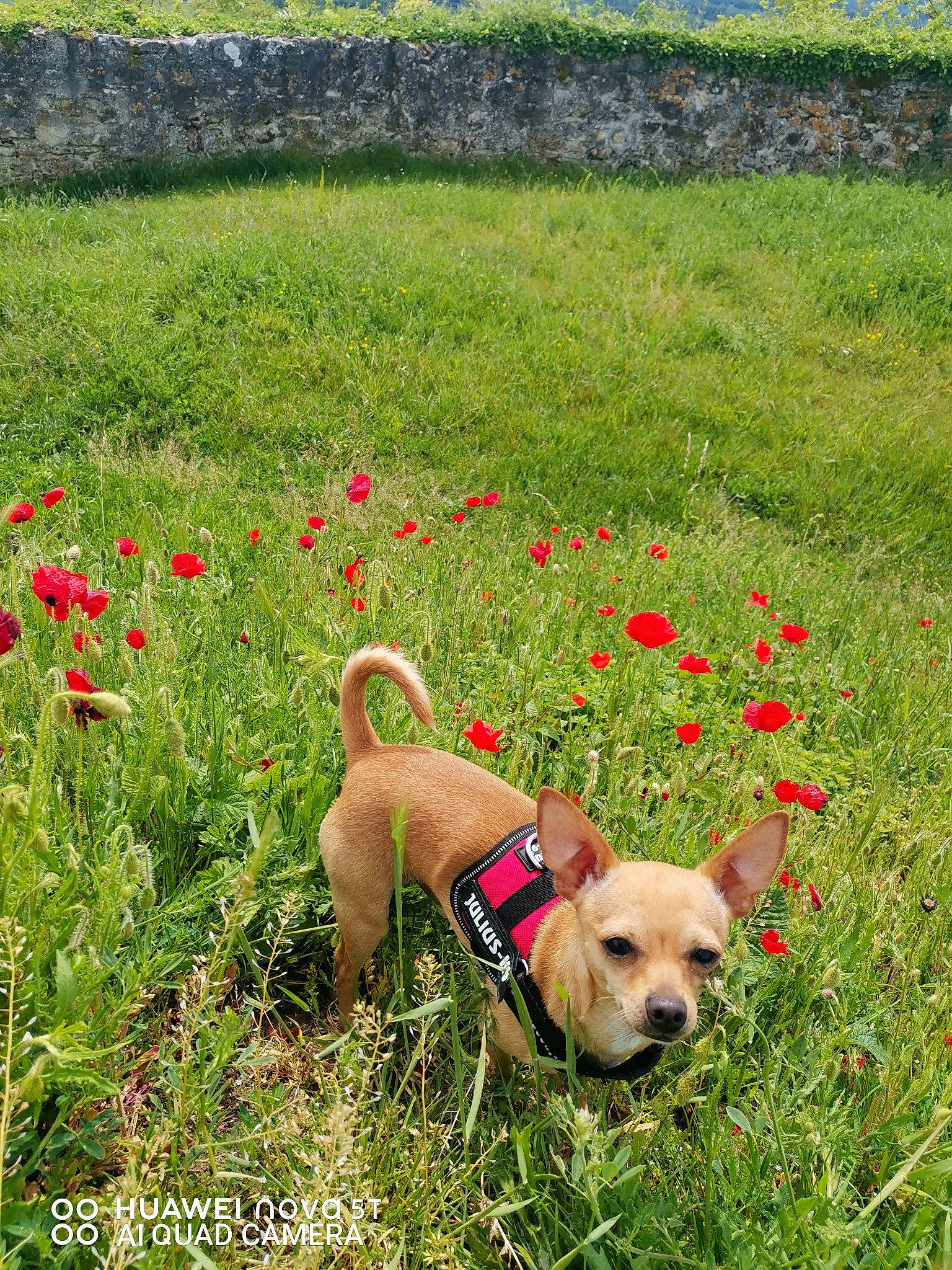 Odin a rejoint le concours — aidez-le/la à gagner de superbes lots ! carnivore, collar, companion_dog, dog, dog_breed, dog_collar, dog_supply, fawn, flower, grass, grass_family, grassland, groundcover, meadow, people_in_nature, pet_supply, plant, snout, sunglasses, working_animal