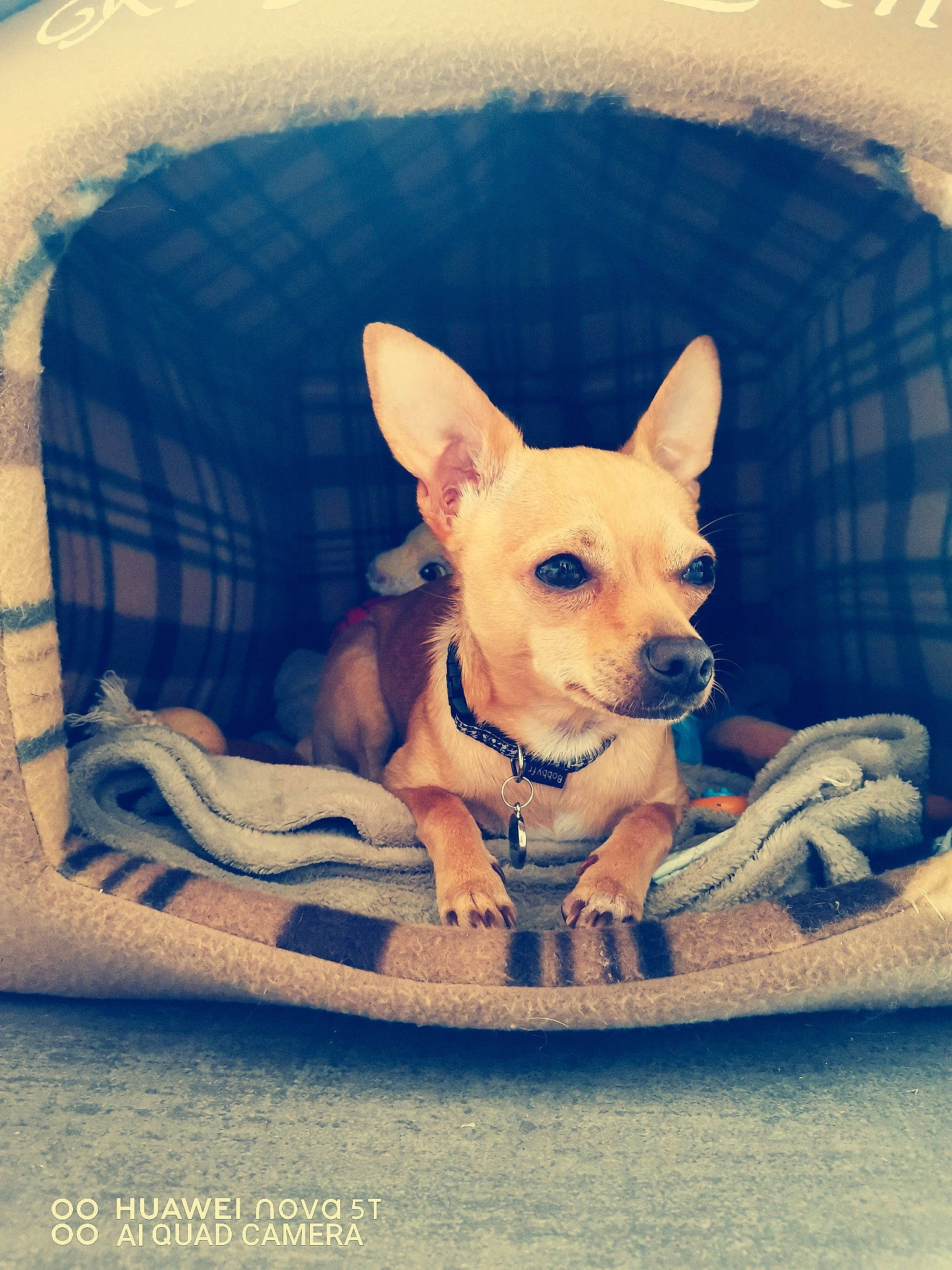 Odin participe au concours pour gagner de l'argent avec cette photo : canidae, carnivore, chihuahua, comfort, companion_dog, corgi_chihuahua, dog, dog_breed, dog_supply, ear, fawn, paw, pet_supply, sitting, snout, sporting_group, terrestrial_animal, toy_dog, whiskers, working_animal