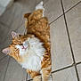 Caramel participe au concours pour gagner de l'argent avec cette photo : animal, blurred_background, cat, closeup, cozy, cute, domestic_cat, feline, fluffy, fur, indoor, orange_cat, paws, pet, relaxed, resting, sleeping, tile_floor, whiskers, white_fur