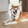 dog, shiba_inu, pet, canine, tongue_out, happy, fur, indoor, floor, tile, smiling, animal, mammal, domestic_animal, cute, lying_down, portrait, ears, collar, whiskers