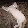 cat, animal, pet, lying_down, carpet, white, orange, collar, relaxed, indoor, slippers, footwear, pattern, feline, sleeping, domestic, cute, resting, paw, whiskers