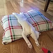 Tyger joined the competition — help win amazing prizes! cat, white_cat, sleeping, stretching, pillow, plaid, wooden_floor, indoor, pet, relaxed, cozy, animal, feline, paw, floor, fur, resting, cute, domestic, home