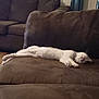 cat, white_cat, sleeping, couch, brown_couch, furniture, indoor, relaxation, pet, domestic_animal, living_room, cozy, resting, animal, fur, whiskers, collar, home, lazy, comfort