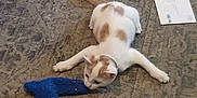 Tyger joined the competition — help win amazing prizes! kitten, cat, toy, blue_toy, plush_toy, carpet, indoor, pet, animal, white_cat, orange_spots, mail, floor, playful, curious, small, domestic, feline, collar, relaxed