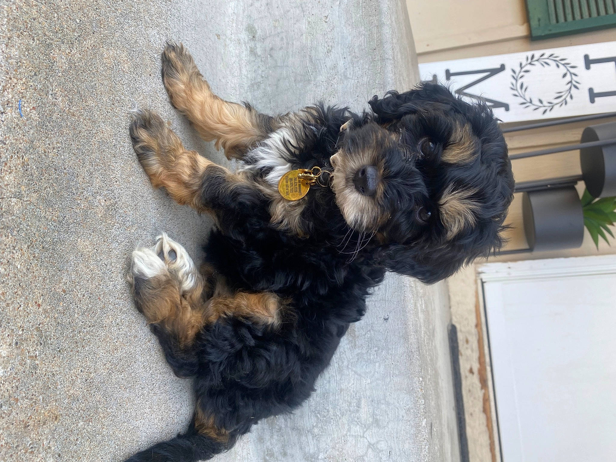 Millie is registered to the contest to win money with this photo: asphalt, canidae, carnivore, claw, companion_dog, dog_breed, flooring, foot, fur, houseplant, liver, paw, plant, road_surface, small_terrier, tail, terrestrial_animal, terrier, working_animal