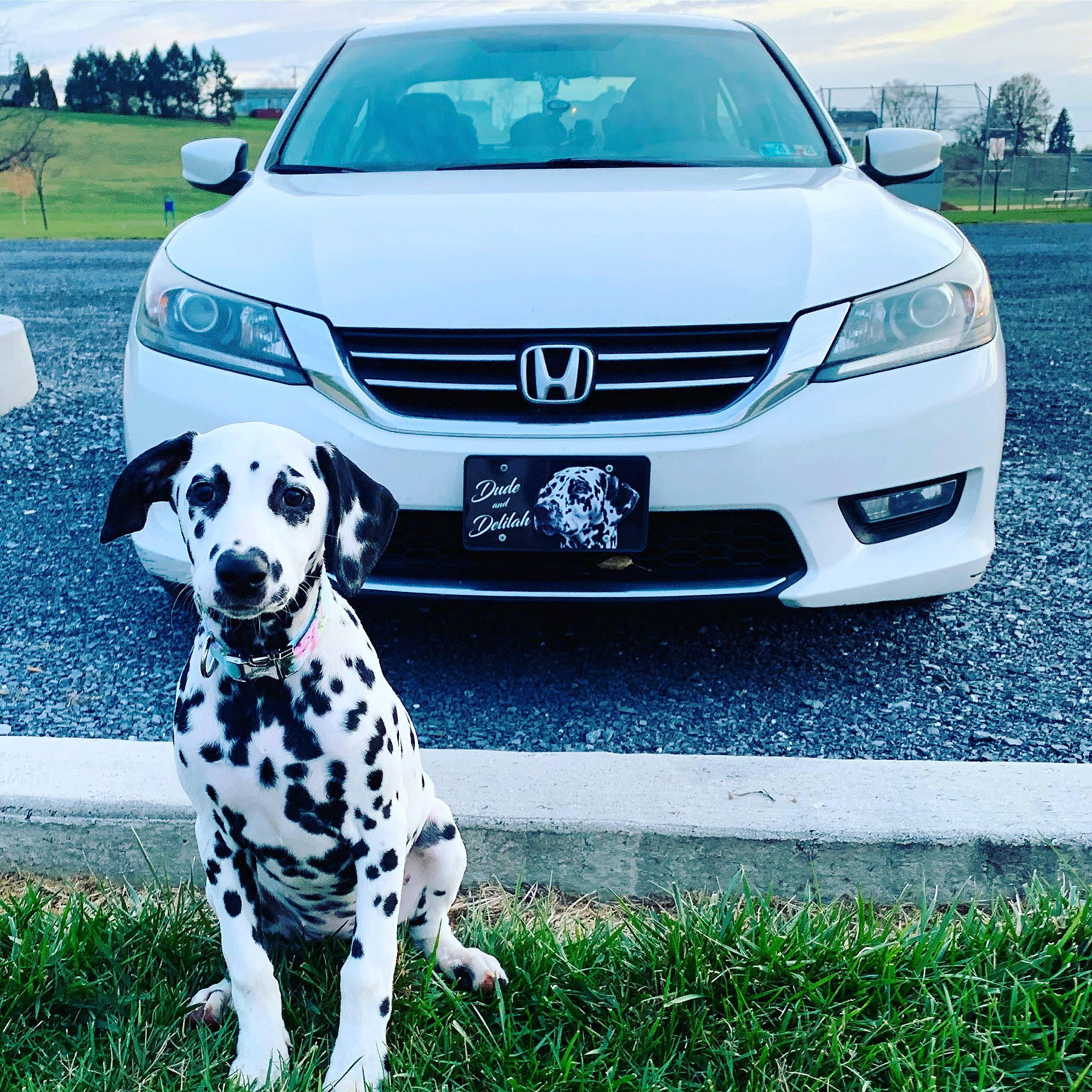 Delilah is registered to the contest to win money with this photo: auto_part, automotive_exterior, automotive_lighting, bumper, canidae, car, daytime, family_car, glass, grille, headlamp, honda, infrastructure, light, minivan, sky, technology, vehicle, white, windshield