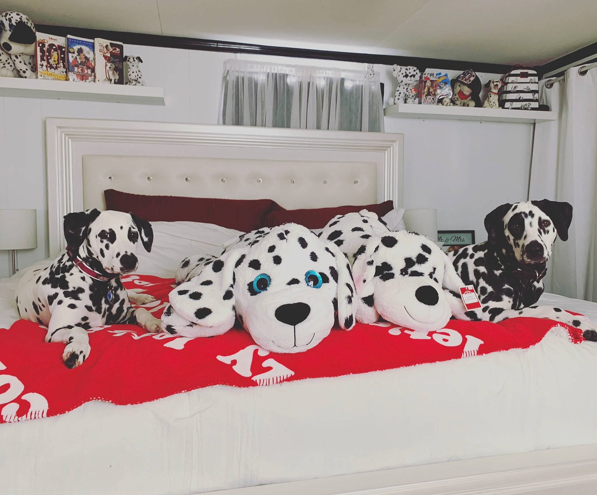 Delilah is registered to the contest to win money with this photo: bed, bed_sheet, bedding, bedroom, canidae, carnivore, companion_dog, cushion, dalmatian, dog, dog_breed, furniture, linens, non_sporting_group, pillow, plush, puppy, room, stuffed_toy, textile