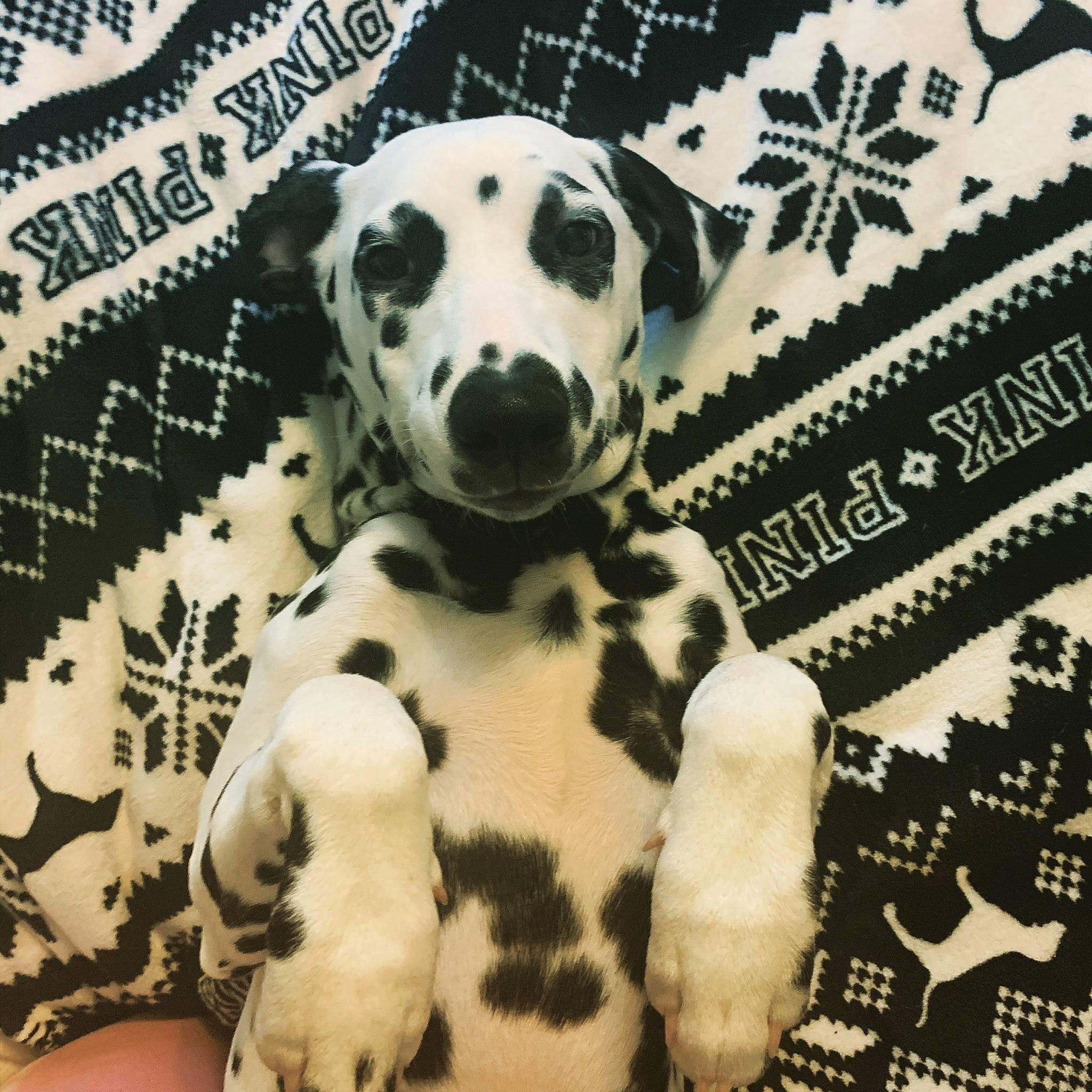 Delilah joined the competition — help win amazing prizes! canidae, carnivore, companion_dog, dalmatian, dog, dog_breed, mammal, non_sporting_group, puppy, puppy_love, snout