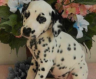 Delilah is registered to the contest to win money with this photo: canidae, carnivore, companion_dog, dalmatian, dog, dog_breed, mammal, non_sporting_group, puppy, snout, vertebrate