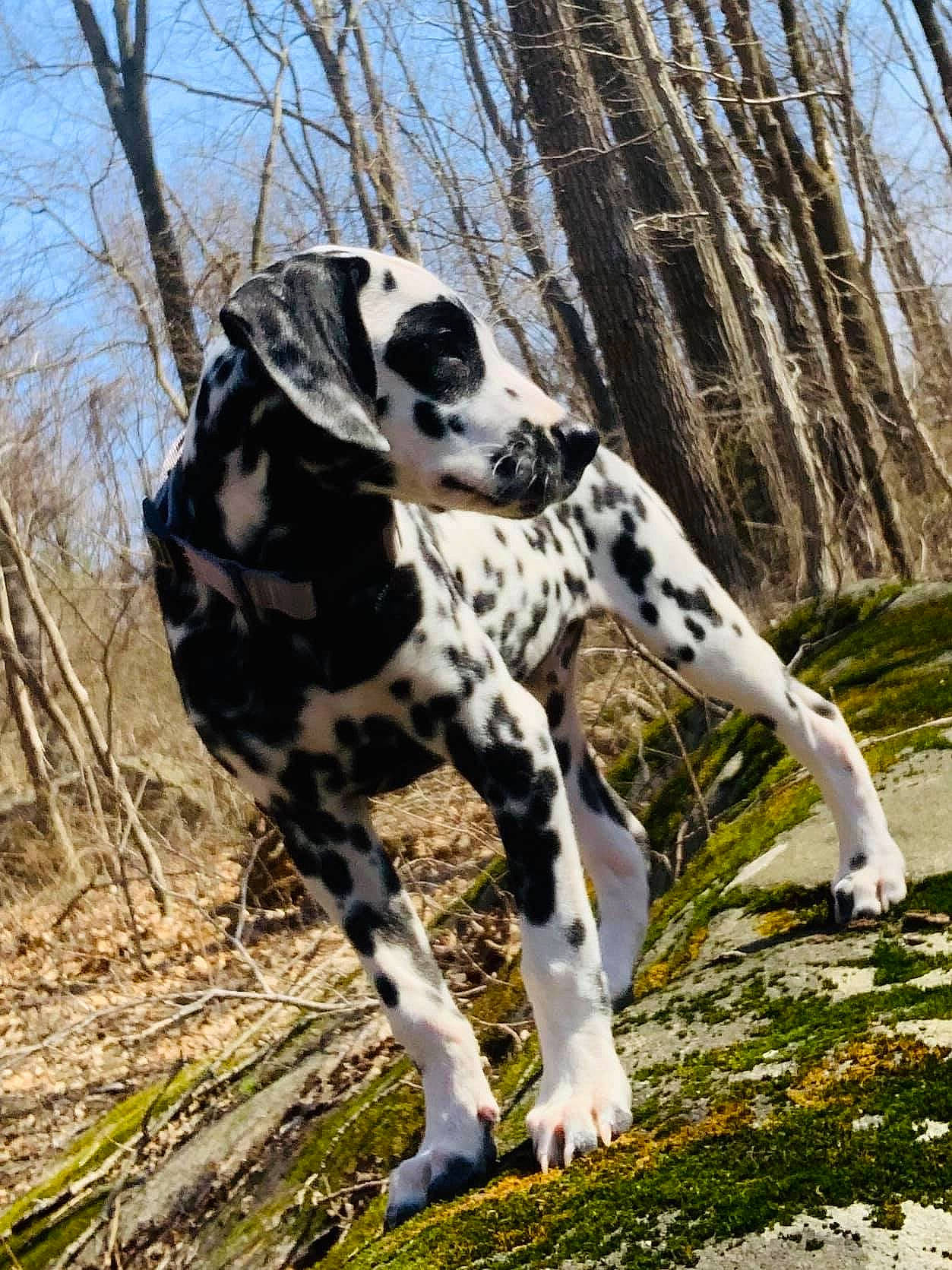 Dude is registered to the contest to win money with this photo: canidae, carnivore, dalmatian, dog, dog_breed, hunting_dog, mammal, non_sporting_group, sporting_group, tree, vertebrate, wildlife