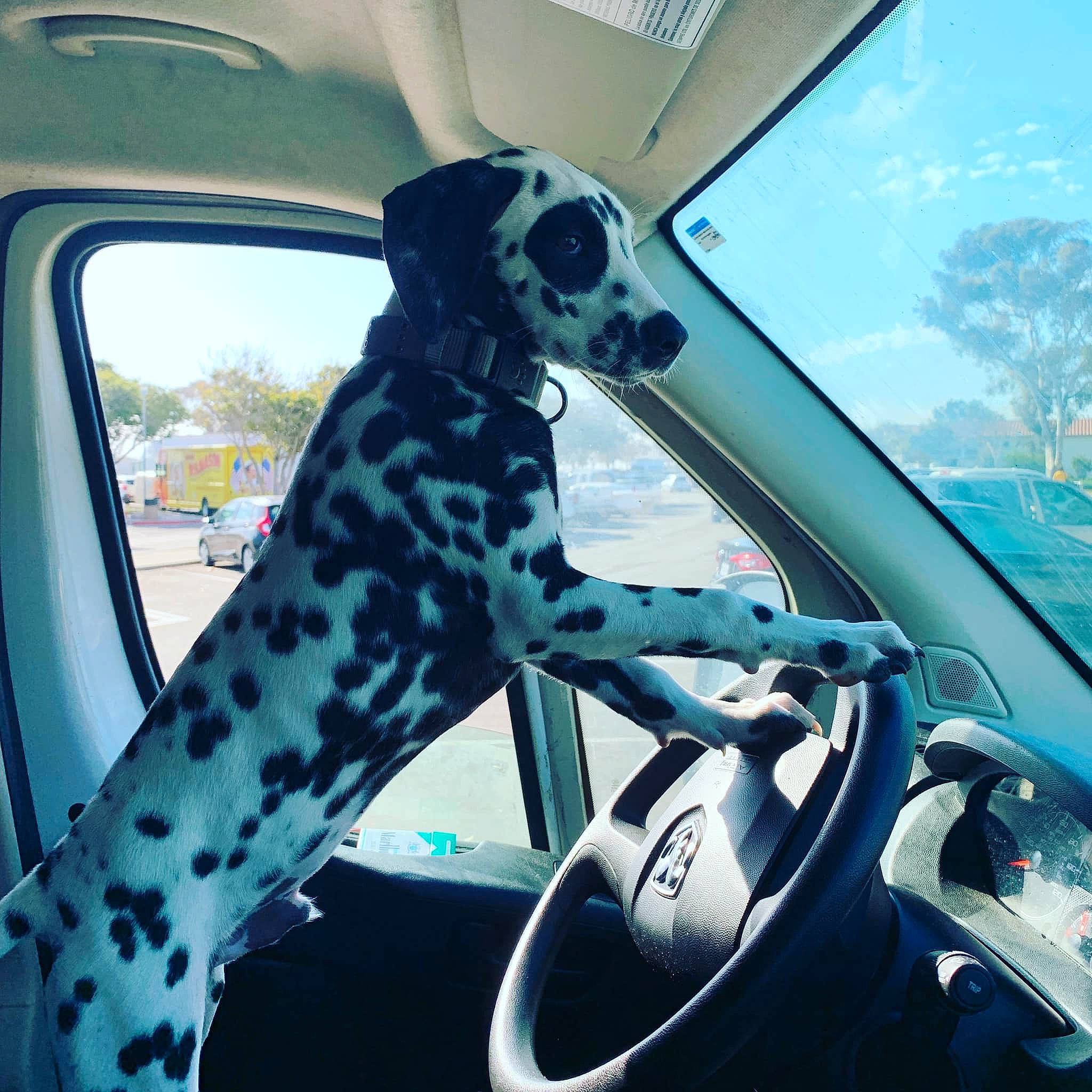 Dude joined the competition — help win amazing prizes! auto_part, automotive_exterior, canidae, car, car_seat, carnivore, dalmatian, dog, driving, mode_of_transport, motor_vehicle, non_sporting_group, rear_view_mirror, snout, sporting_group, steering_wheel, transport, vehicle, vehicle_door, windshield