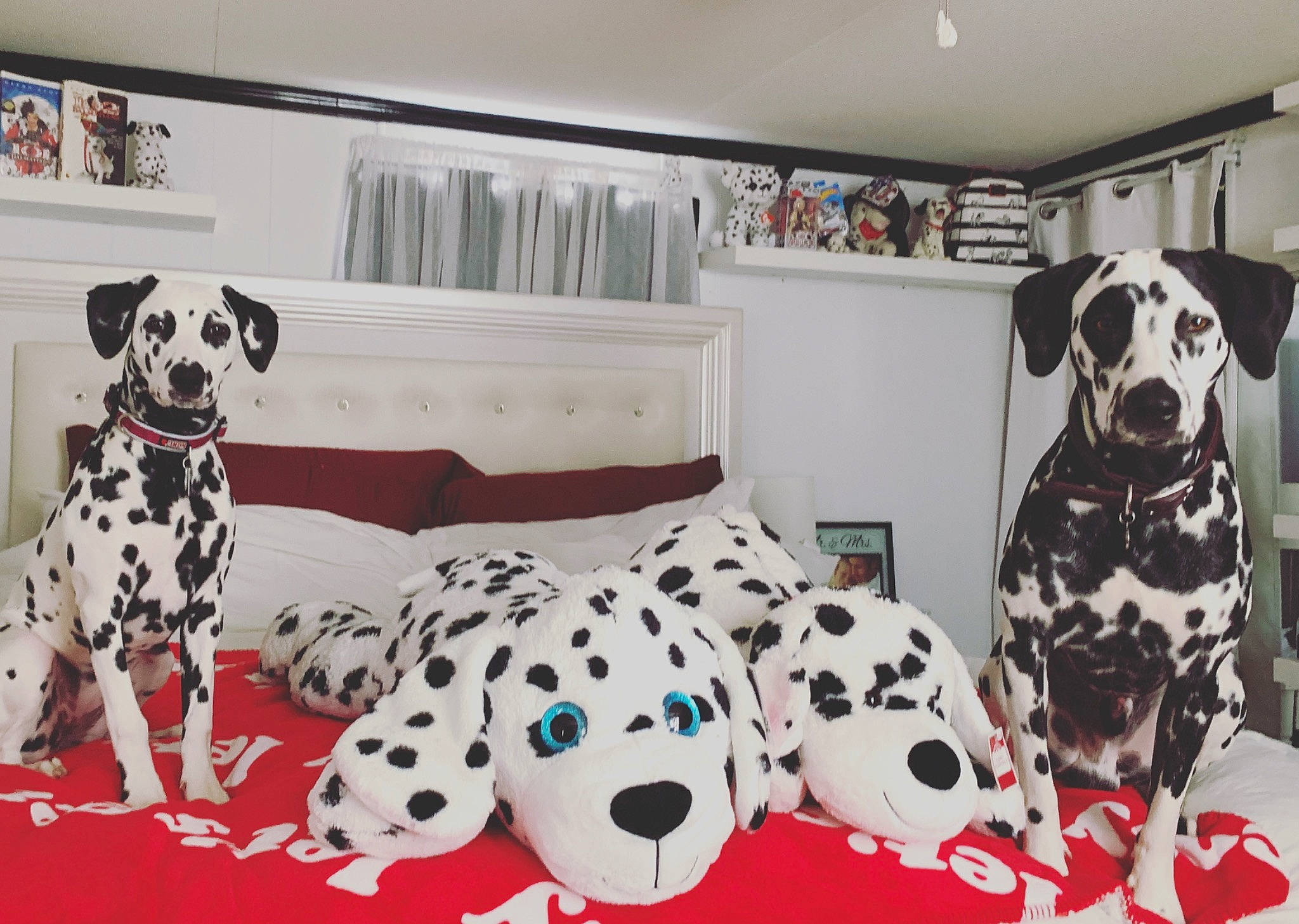 Dude is registered to the contest to win money with this photo: canidae, carnivore, companion_dog, dalmatian, dog, dog_breed, furniture, linens, mammal, non_sporting_group, pillow, room, snout, textile, vertebrate
