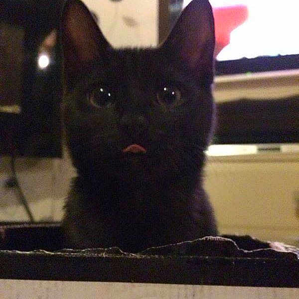 Tilly is registered to the contest to win money with this photo: