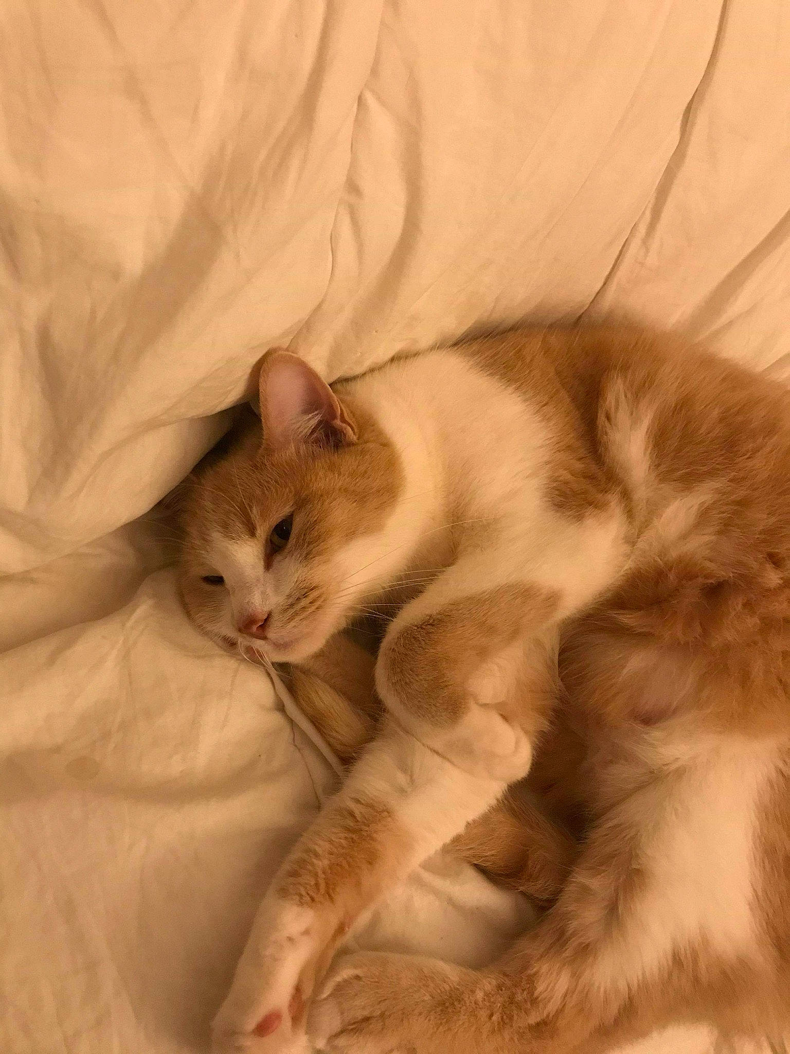 Nao a rejoint le concours — aidez-le/la à gagner de superbes lots ! american_curl, asian, british_semi_longhair, carnivore, cat, fawn, felidae, fur, kitten, mammal, norwegian_forest_cat, paw, ragamuffin, ragdoll, small_to_medium_sized_cats, tail, whiskers