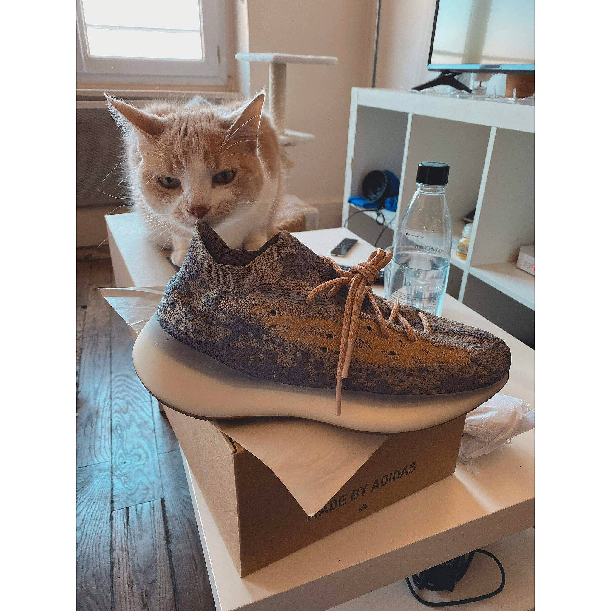 Nao participe au concours pour gagner de l'argent avec cette photo : asian, beige, cardboard, carnivore, cat, cat_bed, cat_furniture, domestic_short_haired_cat, european_shorthair, felidae, fur, kitten, shoe, small_to_medium_sized_cats, tabby_cat, whiskers