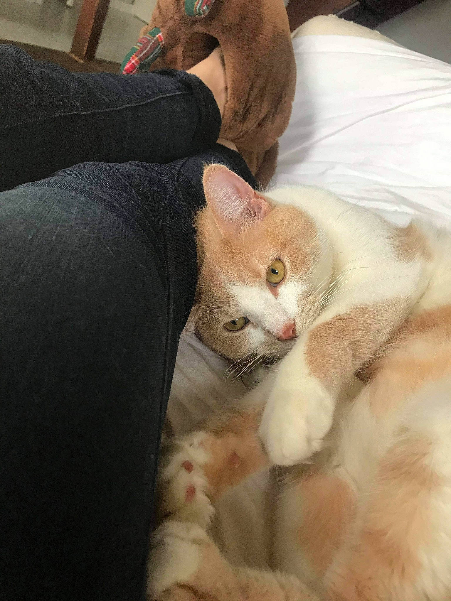 Nao a rejoint le concours — aidez-le/la à gagner de superbes lots ! aegean_cat, asian, burmilla, carnivore, cat, domestic_short_haired_cat, ear, european_shorthair, felidae, fur, german_rex, kitten, mammal, nap, polydactyl_cat, singapura, small_to_medium_sized_cats, snout, turkish_van, whiskers