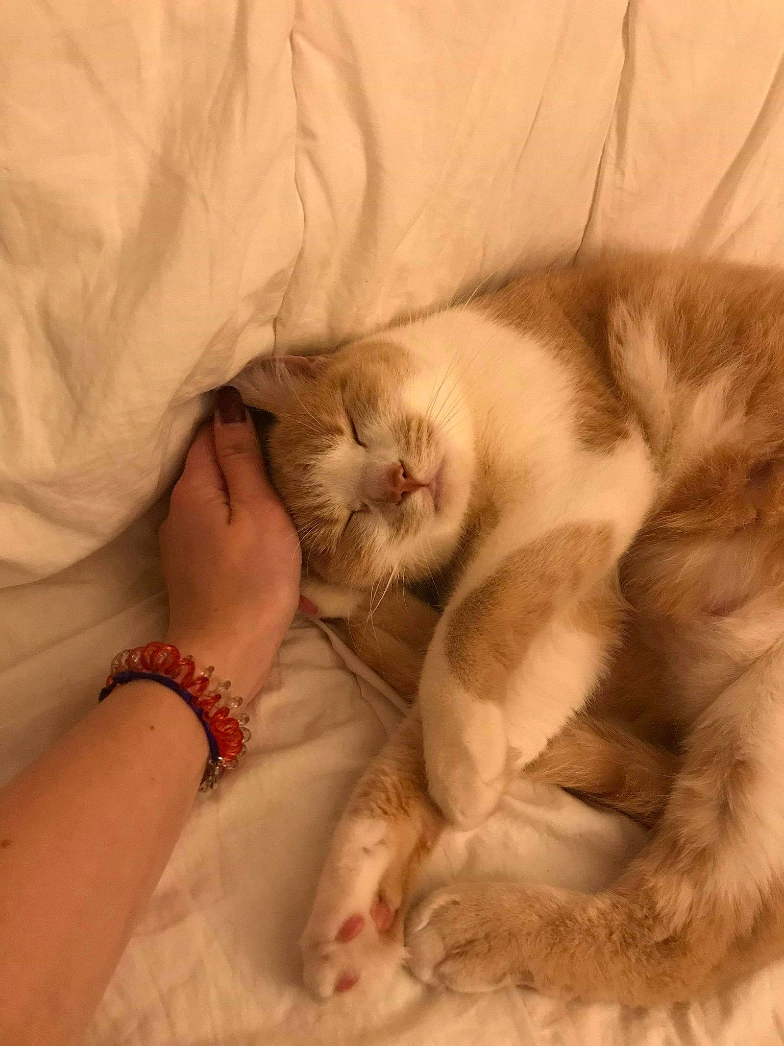 Nao a rejoint le concours — aidez-le/la à gagner de superbes lots ! american_curl, baby, bedtime, burmilla, carnivore, cat, child, claw, fawn, felidae, fur, kitten, nap, norwegian_forest_cat, paw, ragdoll, skin, sleep, small_to_medium_sized_cats, whiskers