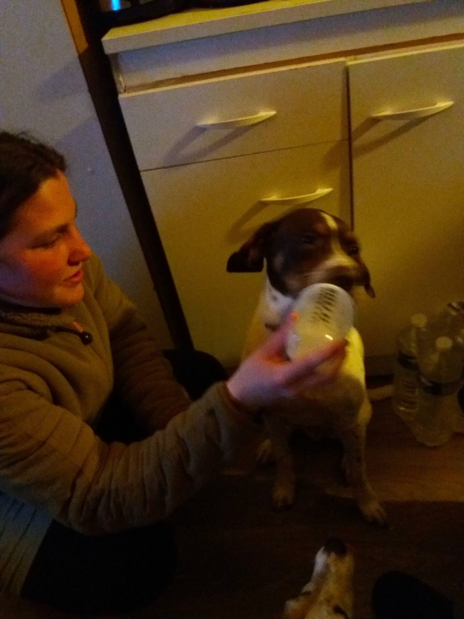 Mylan participe au concours pour gagner de l'argent avec cette photo : carnivoran, dog, dog_breed, dog_breed_group, dog_like_mammal, flooring, fun, girl, mammal, person, vertebrate