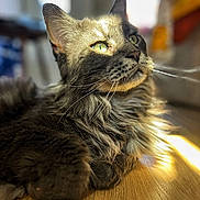 Olympy a rejoint le concours — aidez-le/la à gagner de superbes lots ! cat, feline, green_eyes, whiskers, long_fur, portrait, close_up, sunlight, indoor, wooden_floor, paw, relaxed, bokeh, pet, face, ear, muzzle, fur, shadow, window