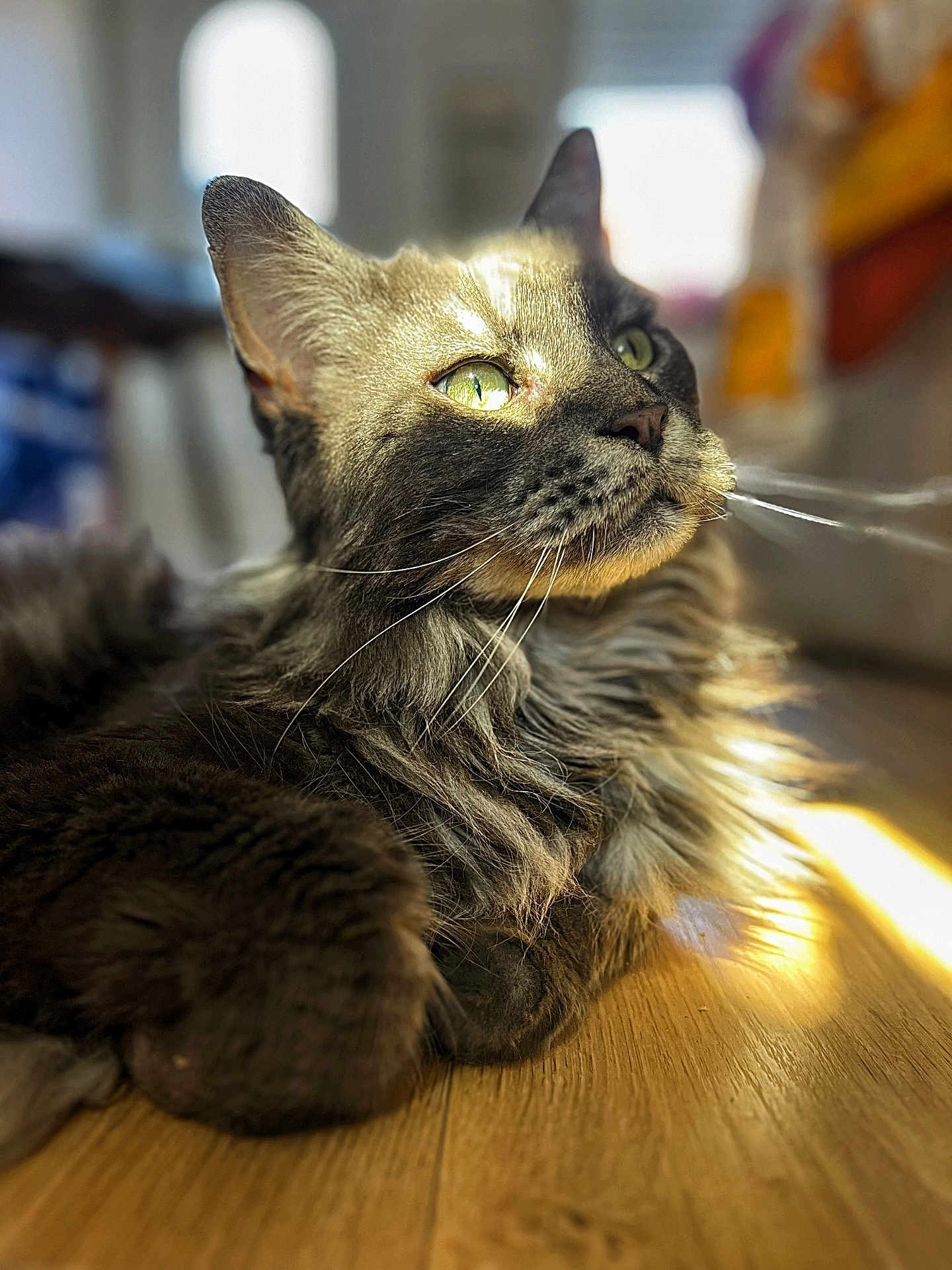 Olympy a rejoint le concours — aidez-le/la à gagner de superbes lots ! cat, feline, green_eyes, whiskers, long_fur, portrait, close_up, sunlight, indoor, wooden_floor, paw, relaxed, bokeh, pet, face, ear, muzzle, fur, shadow, window