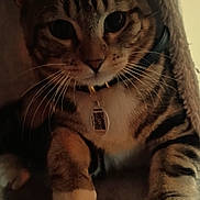 Joey joined the competition — help win amazing prizes! animal, cat, close_up, collar, cozy, cute, domestic_animal, feline, fur, indoor, mammal, paws, pet, portrait, relaxed, resting, soft_surface, tabby_cat, tag, whiskers