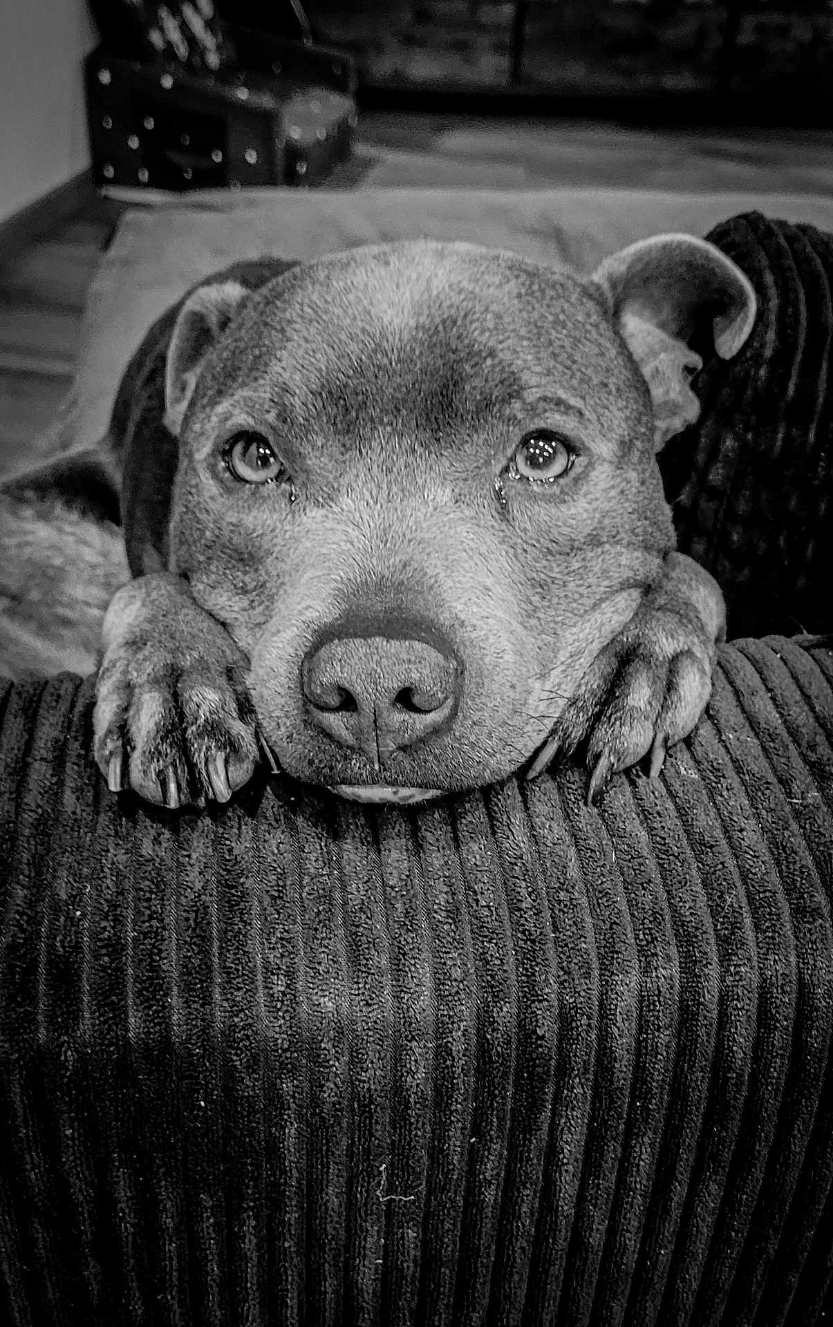 Pacco a rejoint le concours — aidez-le/la à gagner de superbes lots ! dog, close_up, black_and_white, pet, animal, face, ears, nose, paws, fur, indoor, resting, expression, texture, portrait, canine, whiskers, looking, cute, calm