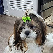 Onix joined the competition — help win amazing prizes! dog, small_dog, fluffy, bow, green_bow, indoor, wooden_floor, pet, cute, shih_tzu, long_hair, white_and_brown, sitting, home_interior, door, kitchen, calm, animal, companion, domestic