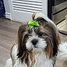 dog, small_dog, fluffy, bow, green_bow, indoor, wooden_floor, pet, cute, shih_tzu, long_hair, white_and_brown, sitting, home_interior, door, kitchen, calm, animal, companion, domestic