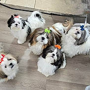 Onix joined the competition — help win amazing prizes! adorable, animal, bow, companion, curious, cute, dog, domestic, floor, fur, group, indoor, looking_up, multicolor, pet, playful, puppy, shih_tzu, small_dog, wooden_floor
