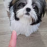 Melo is registered to the contest to win money with this photo: dog, small_dog, bow, orange_bow, fluffy, indoor, wooden_floor, pet, cute, looking_up, finger, hand, white_and_black_fur, adorable, portrait, animal, companion, domestic_animal, cute_pet, waiting