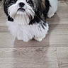 Melo joined the competition — help win amazing prizes! dog, small_dog, shih_tzu, bow, orange_bow, fluffy, pet, indoor, wood_floor, mirror, reflection, cute, looking_up, animal, companion, adorable, fur, black_and_white, standing, domestic
